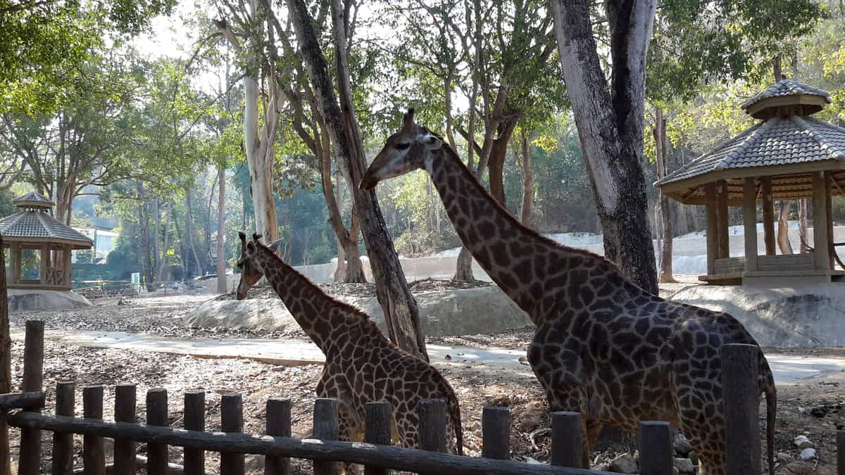 Chiang Mai Zoo