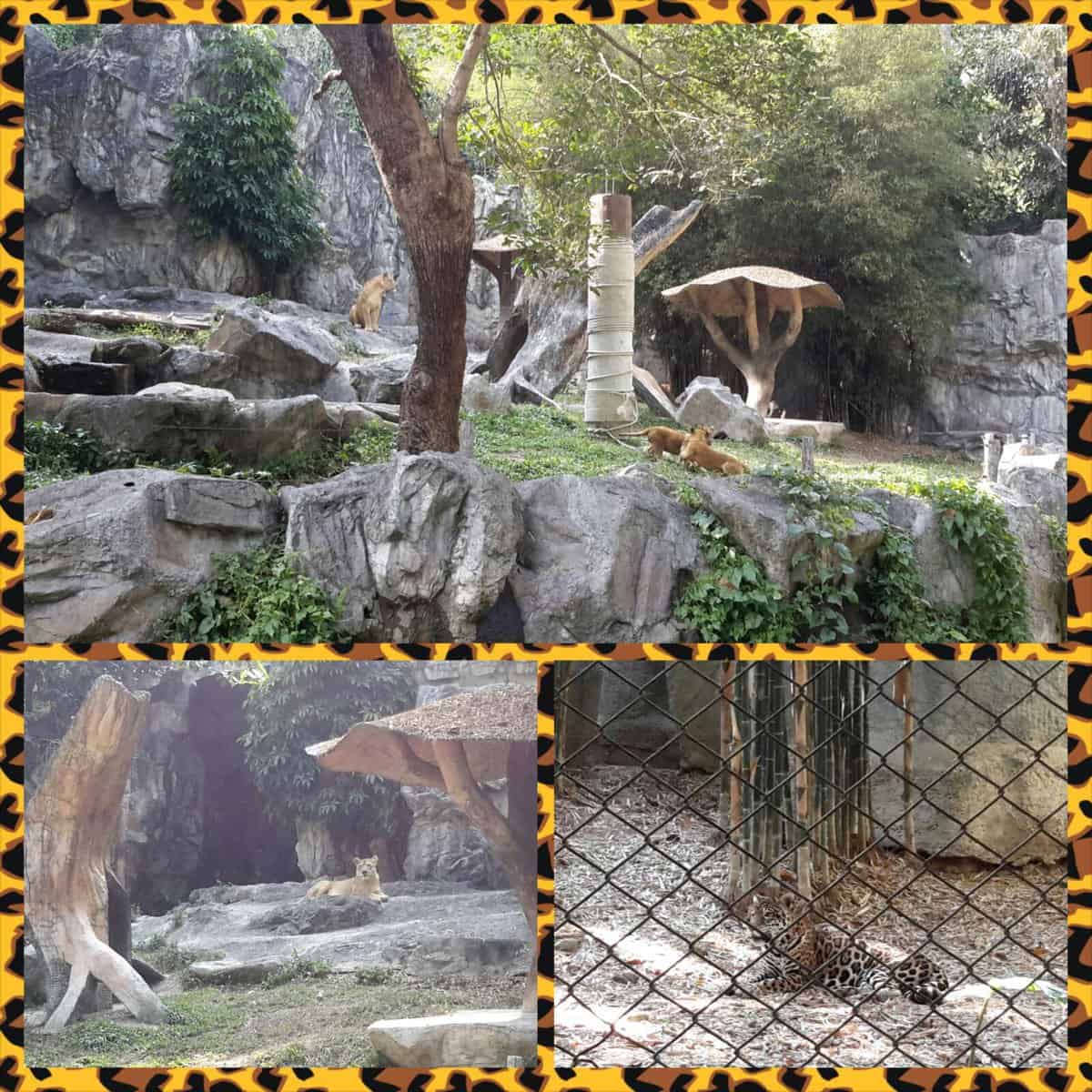 Chiang Mai Zoo - Togetherinthailand.com