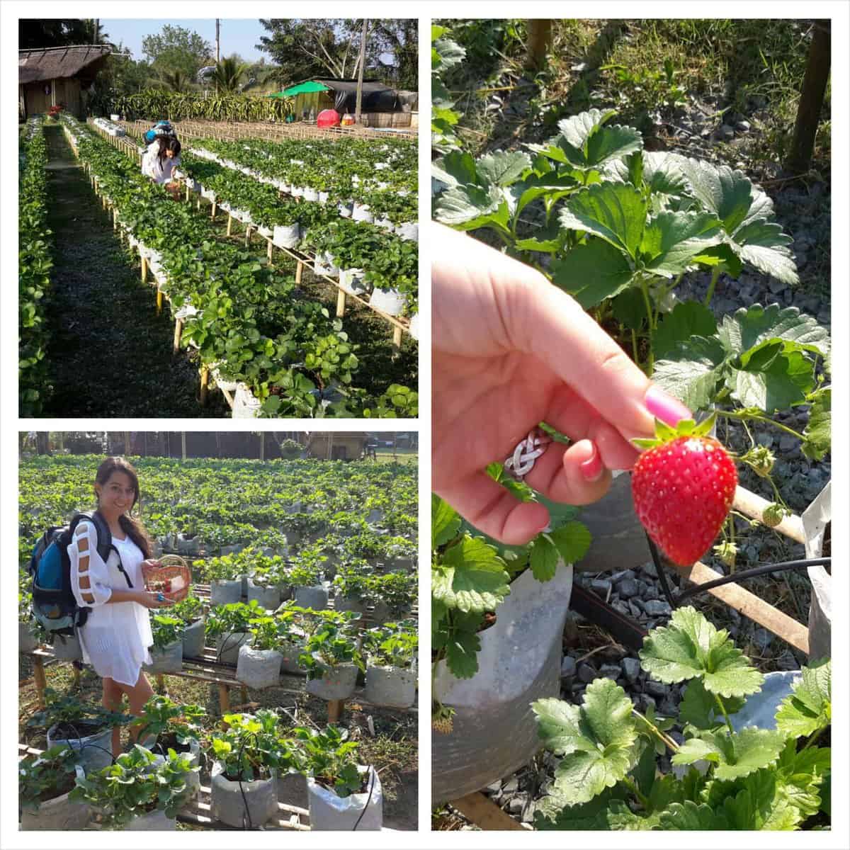Strawberry Field - Chiang Mai, Thailand