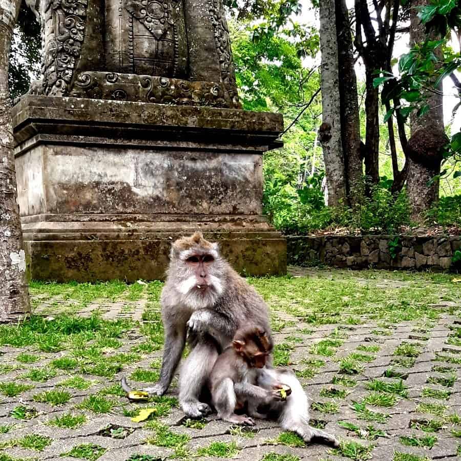 long tailed macaques in Sacred Monkey Forest Ubud