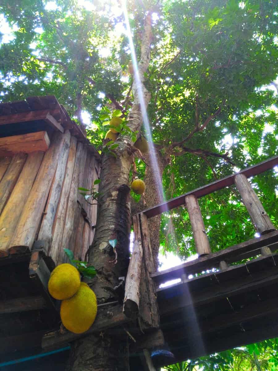 Rabaeng Pasak Treehouse Resort