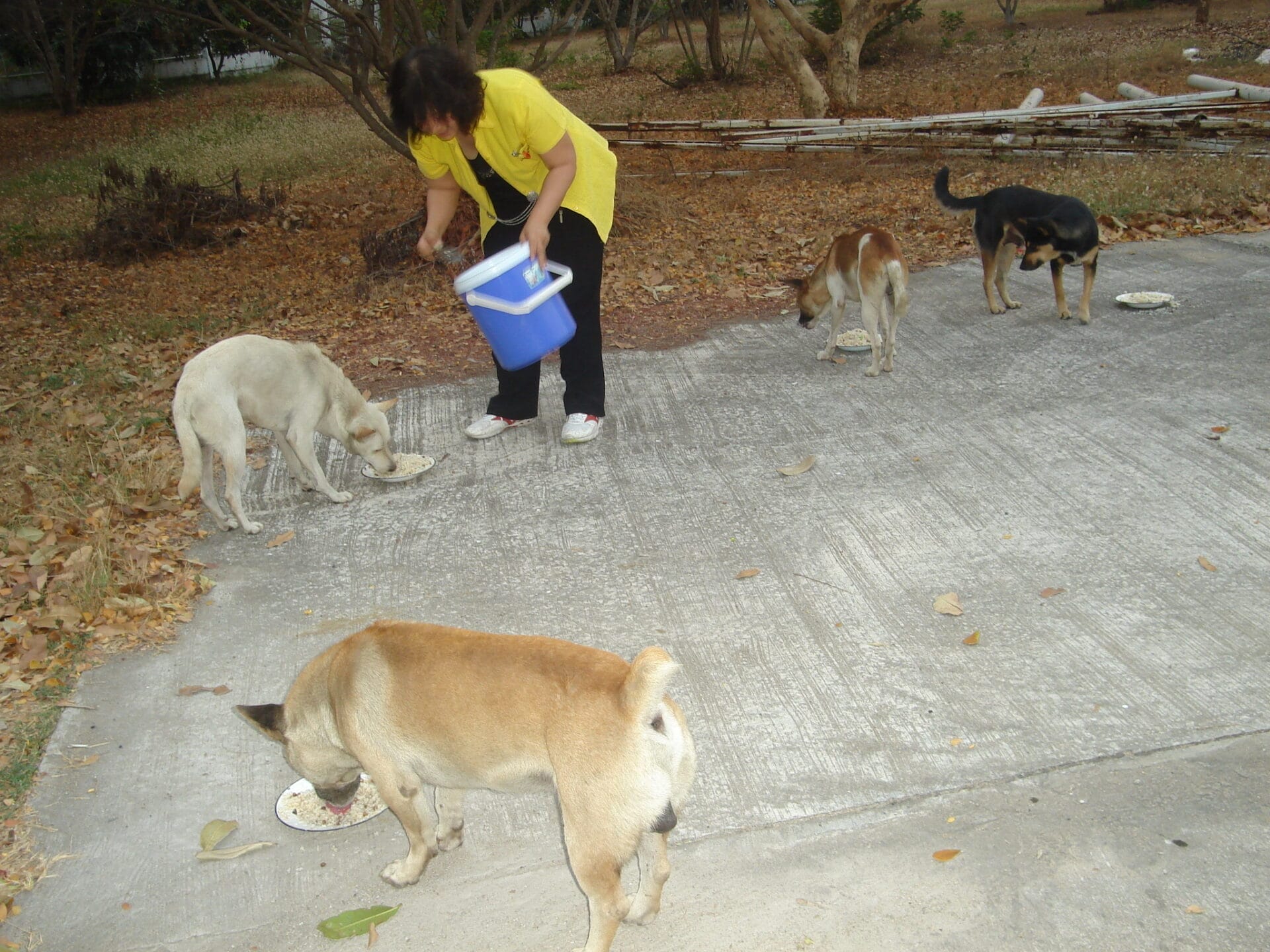 A volunteer feeds a group of stray dogs in Thailand, with four dogs eating from plates on the ground.