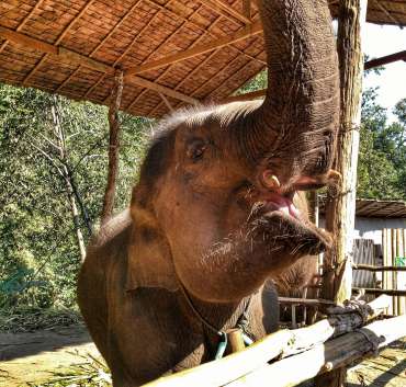 Elephant Jungle Sanctuary Experience - Top Things To Do in Chiang Mai, Thailand