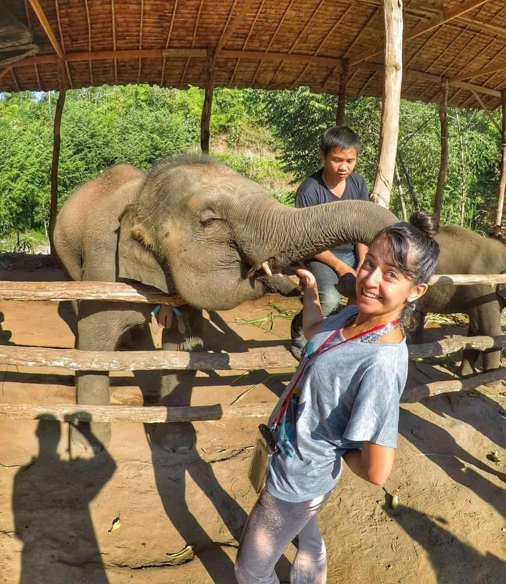 feeding elephants in Chiang Mai, Thailand - Top Things to do