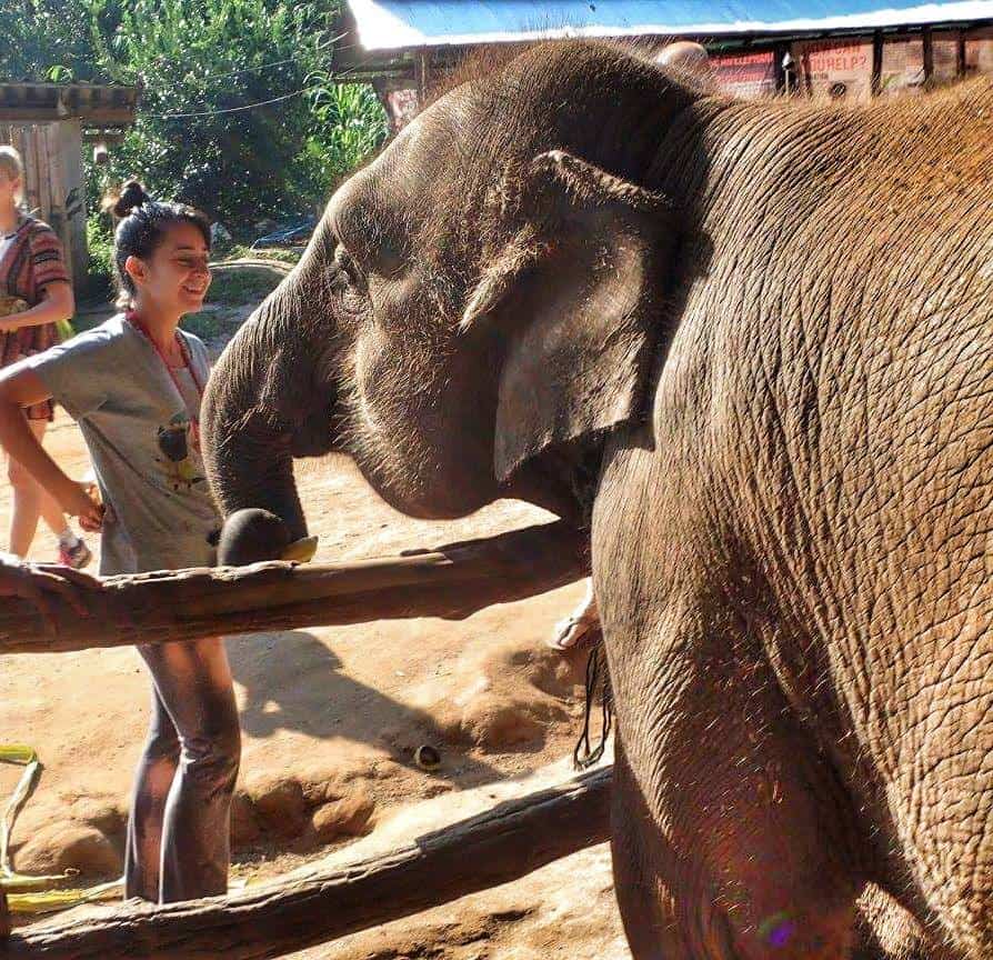 Top Things to to in Chiang Mai, Thailand - Elephant Jungle Sanctuary Tour