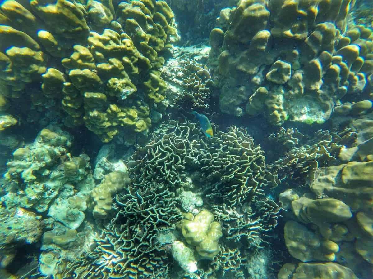 coral and tropical fish snorkeling - Koh Lanta, Thailand
