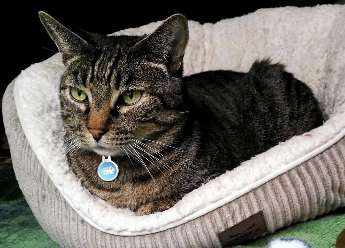 How To Bring My Cat To USA From Thailand: Export Documents