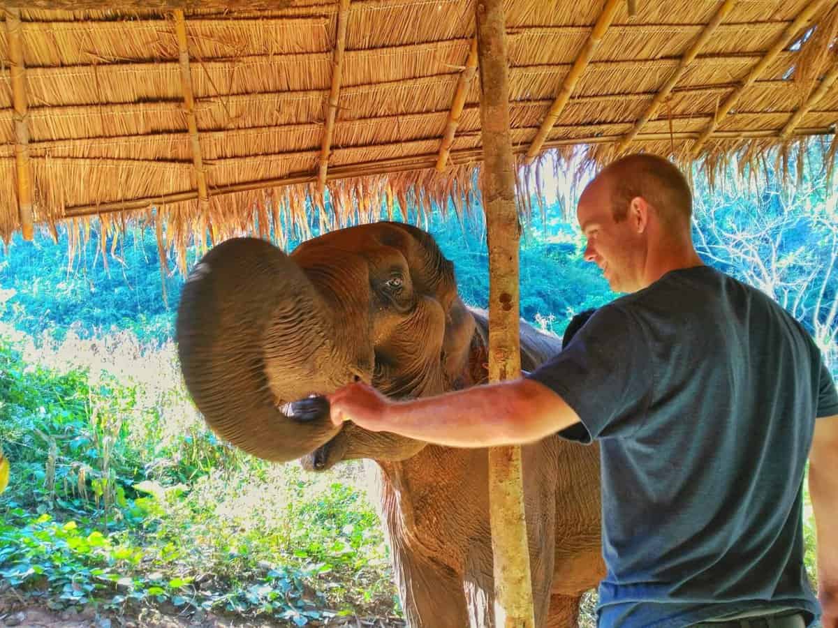 best things to do in Chiang Mai - feed elephants