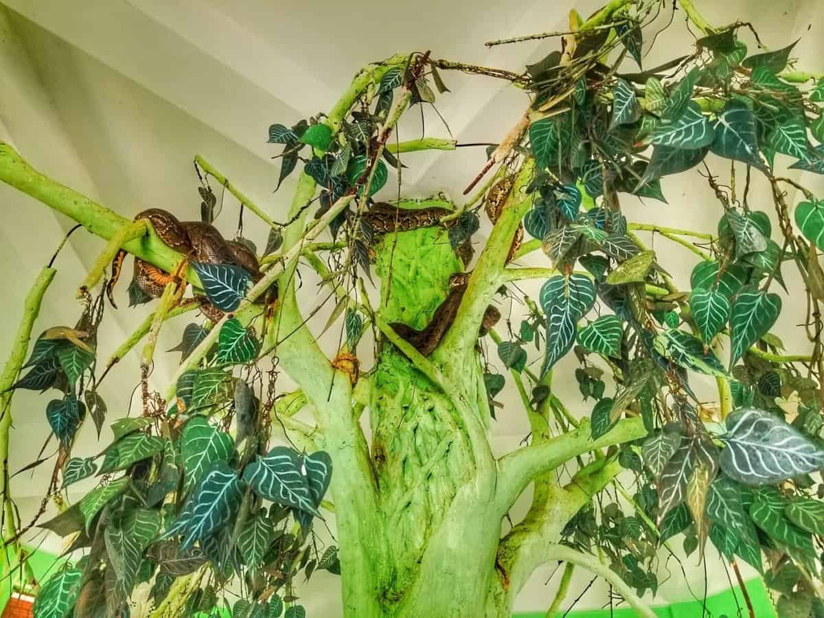 Yangon Burma - Paung Taw Pagoda snakes Yangon Burma - Paung Taw Pagoda snakes