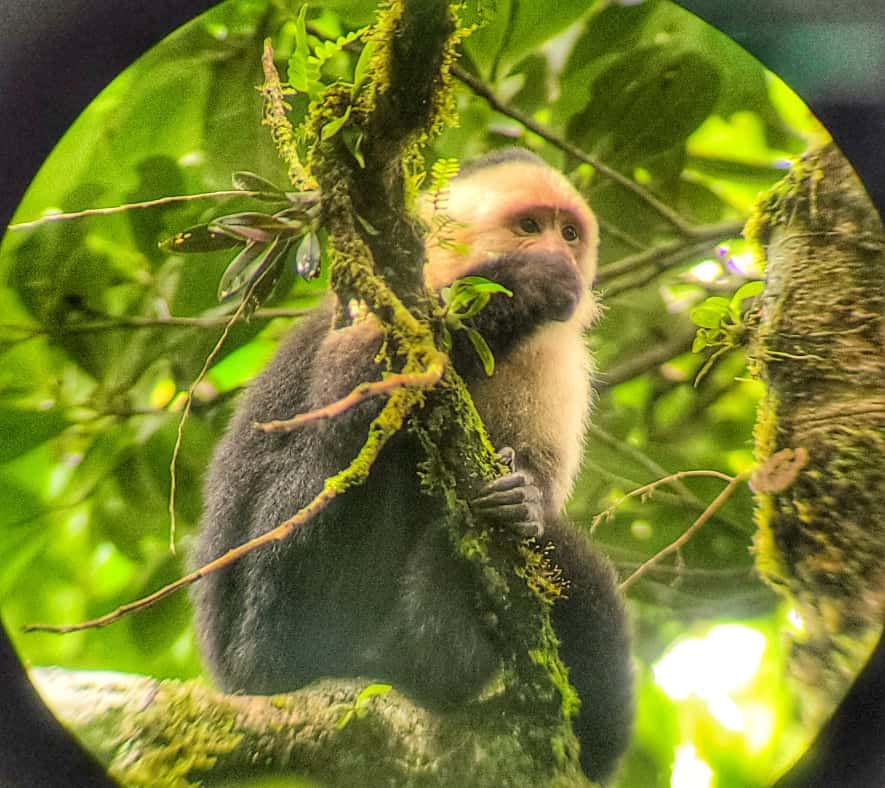 Howler Monkeys Monteverde Cloud Forest 2 weeks in Costa Rica