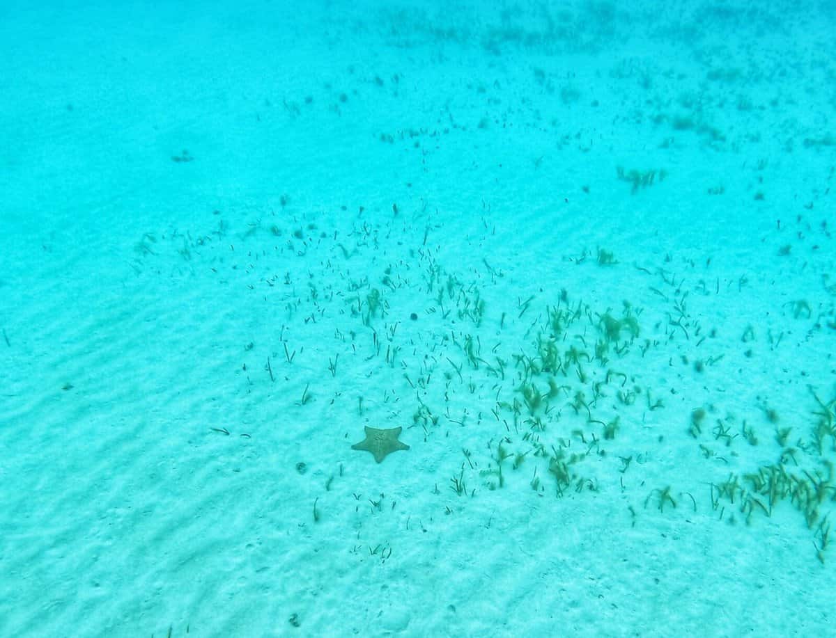 Underwater view of a sandy seabed with scattered aquatic plants and a solitary starfish in the clear blue waters of Playa del Carmen, Riviera Maya, Quintana Roo, Mexico.