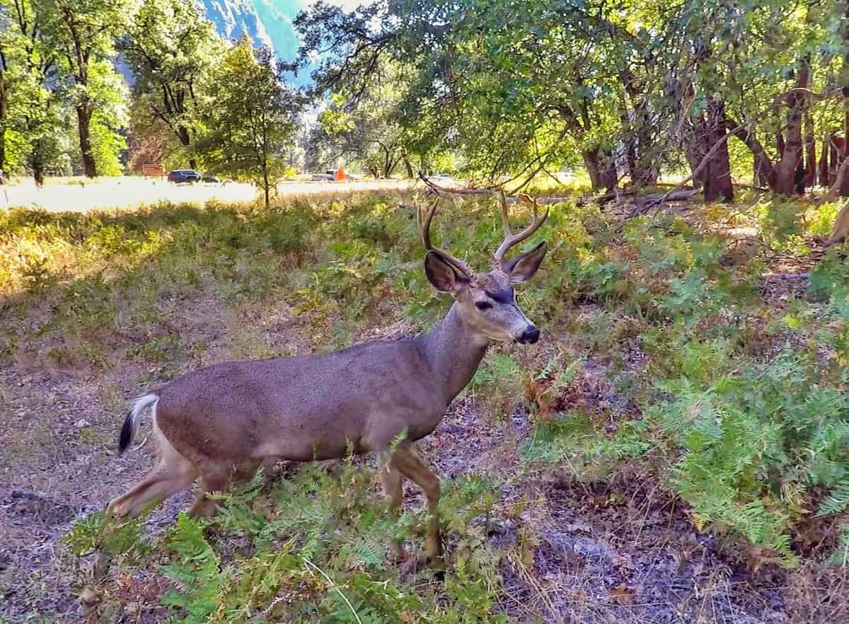 Deer - Yosemite animals
