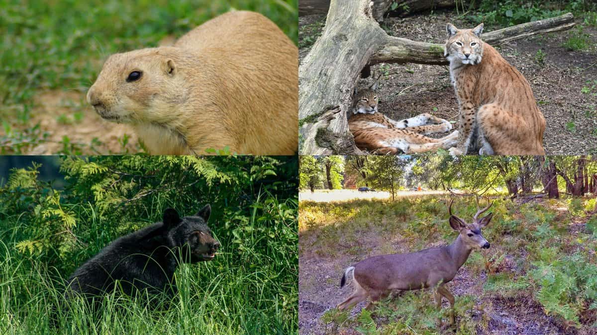 wildlife in Yosemite National Park