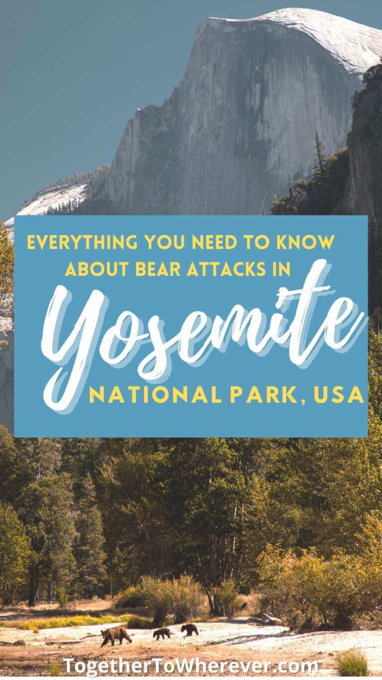 Yosemite Park Bear encounters