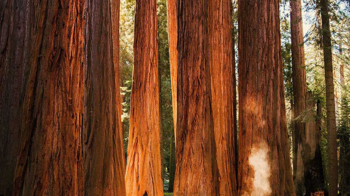 Yosemite giant sequoias views