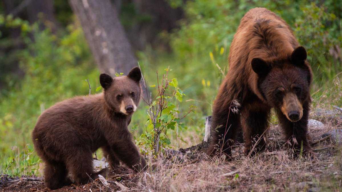 all about Yosemite bears