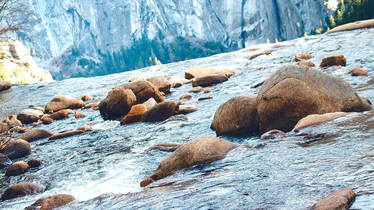 about Yosemite brown bears