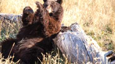 bear attacks at Yosemite Park