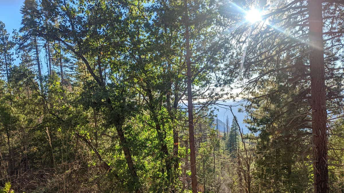 Sunlight filtering through thick trees in Yosemite National Park.
