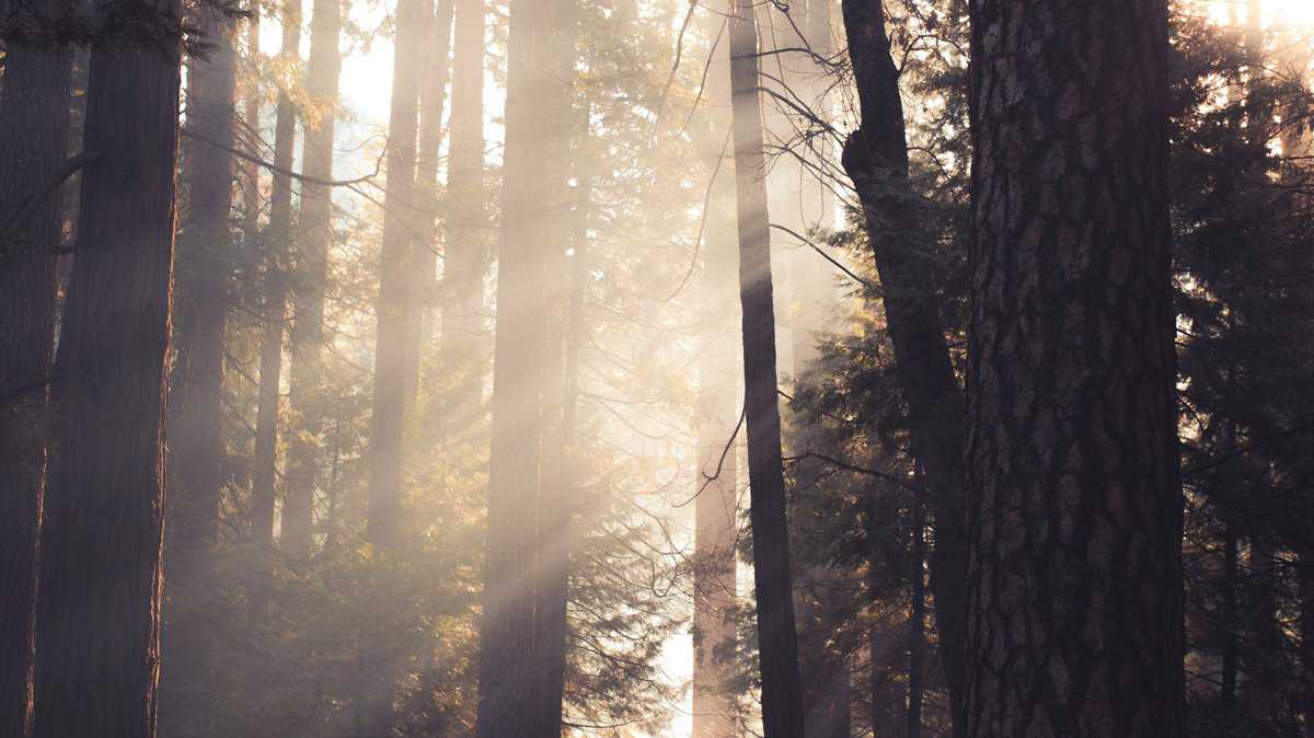 Sunlight filtering through tall trees at sunrise in Yosemite National Park.
