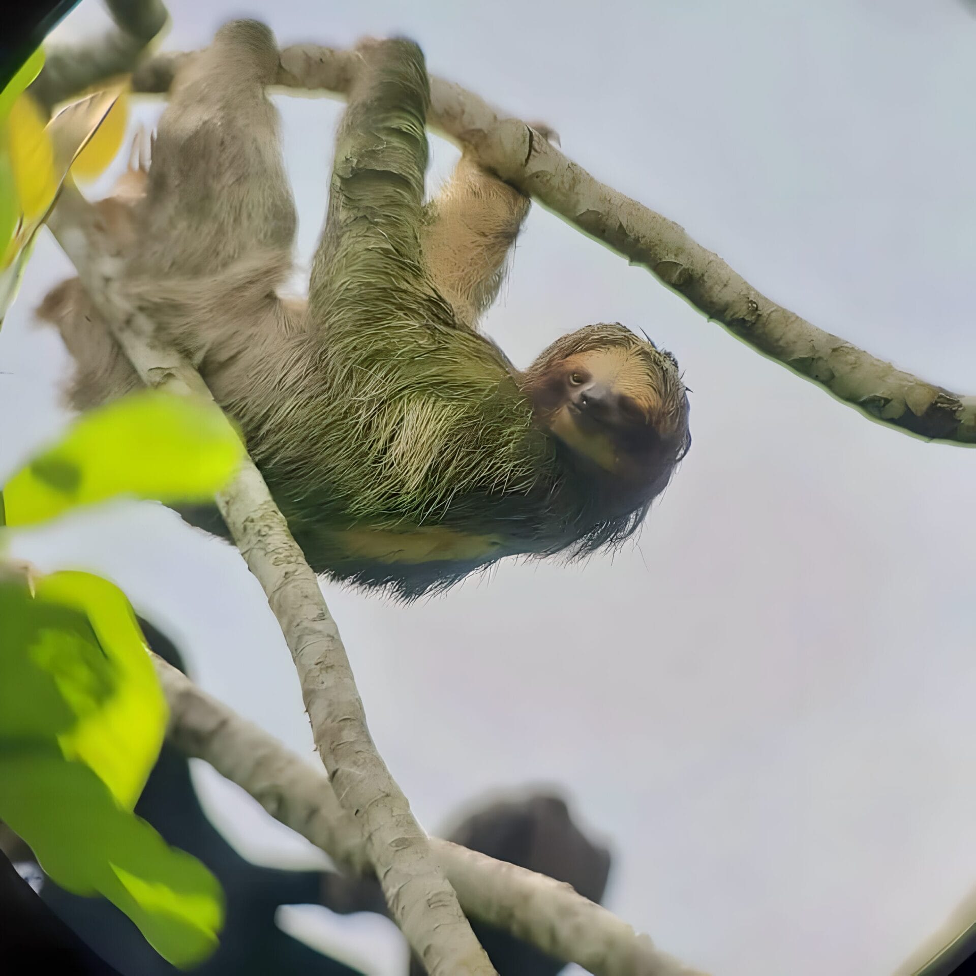 Sloth tour La Fortuna Costa Rica - Itinerary Sloth hanging from a tree branch in La Fortuna, Costa Rica.