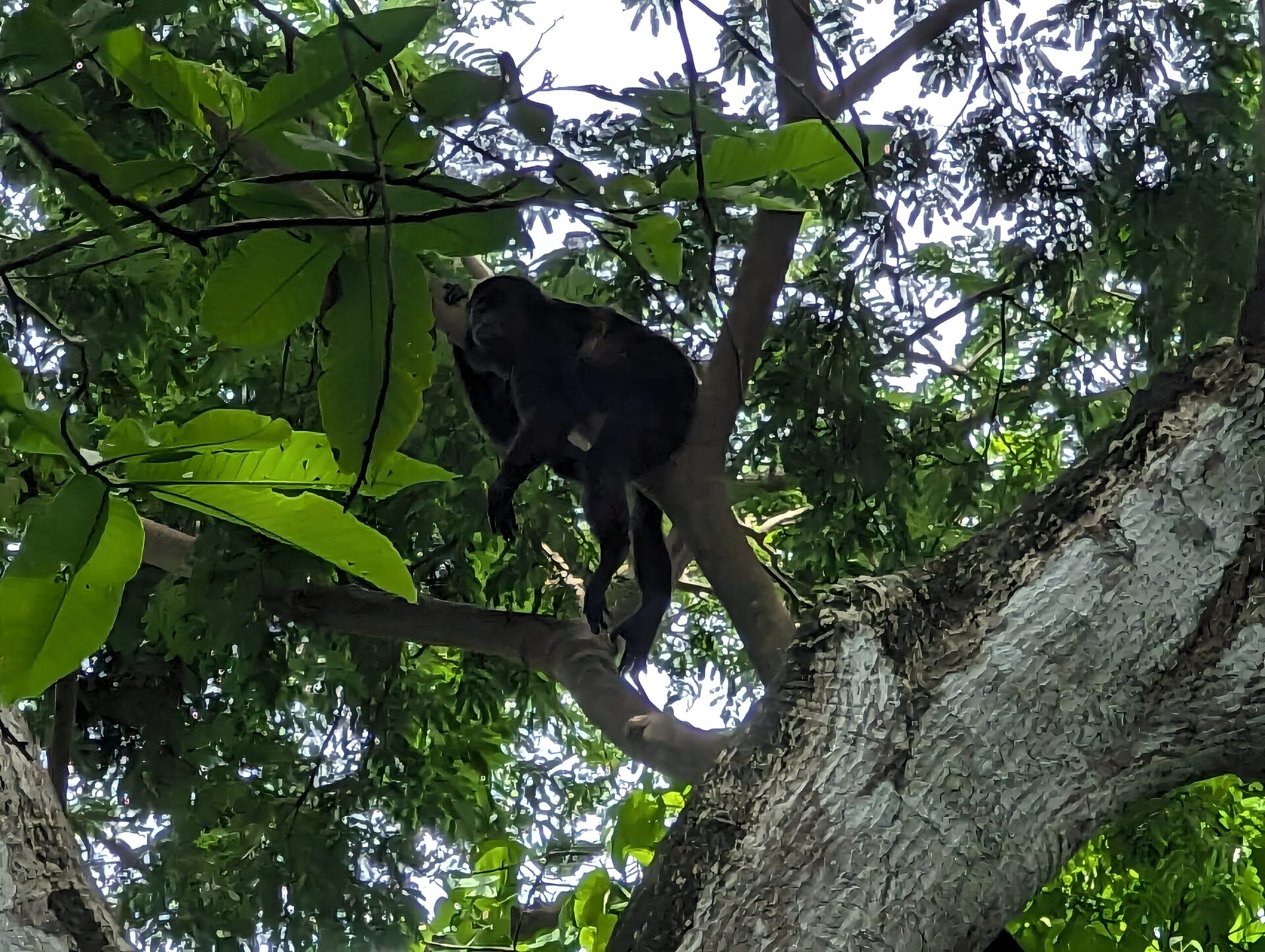 A monkey perched on a tree branch amidst dense green foliage in Tamarindo Estuary, Costa Rica.
