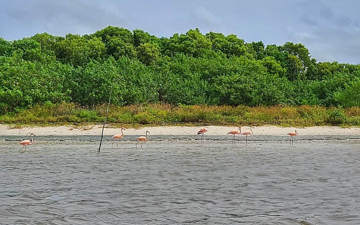Flamingos at Celestun Biosphere visit from Merida