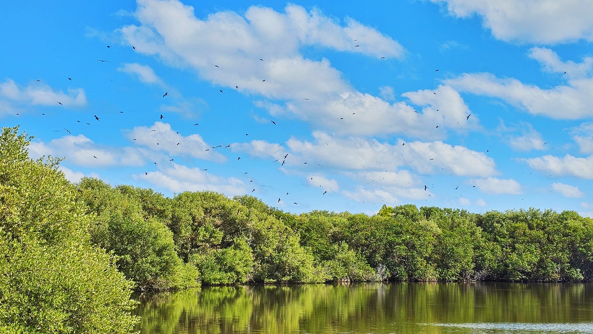 Isla Contoy bird refuge
