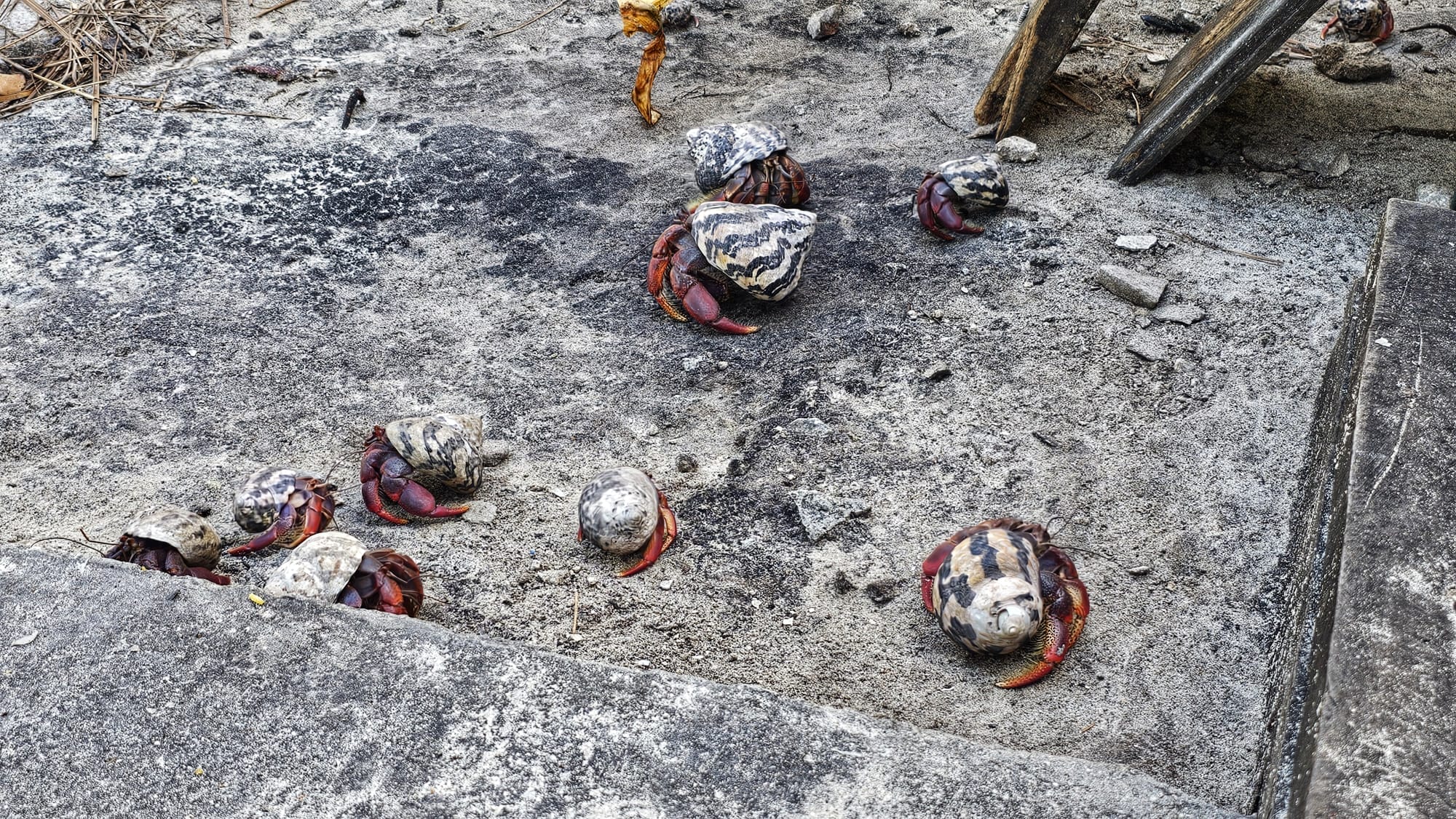 Isla Contoy wildlife