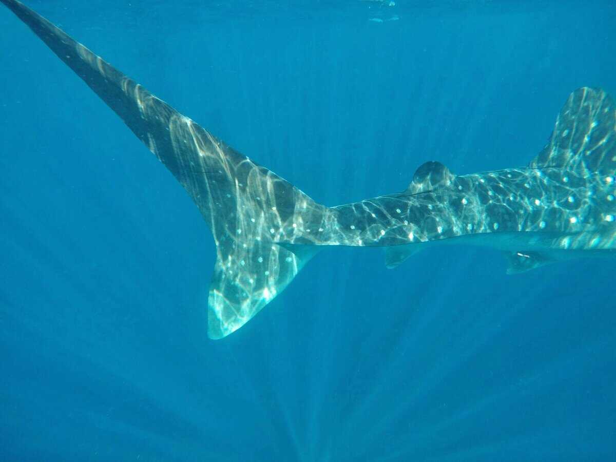 Whale Shark Isla Mujeres