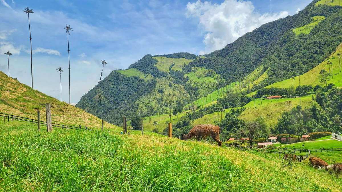 Valle de Cocora Salento Colombia