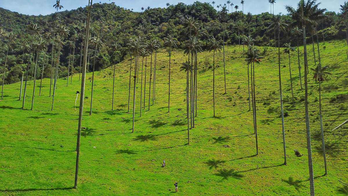 Valle de Cocora - tallest palm trees in the world, Colombia
