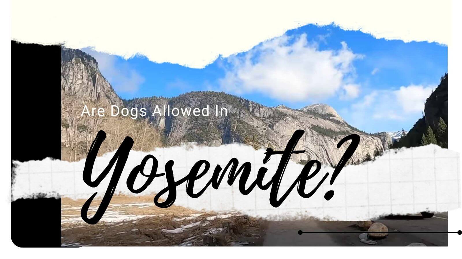 Canine Companions Understanding The Rules For Dogs In Yosemite