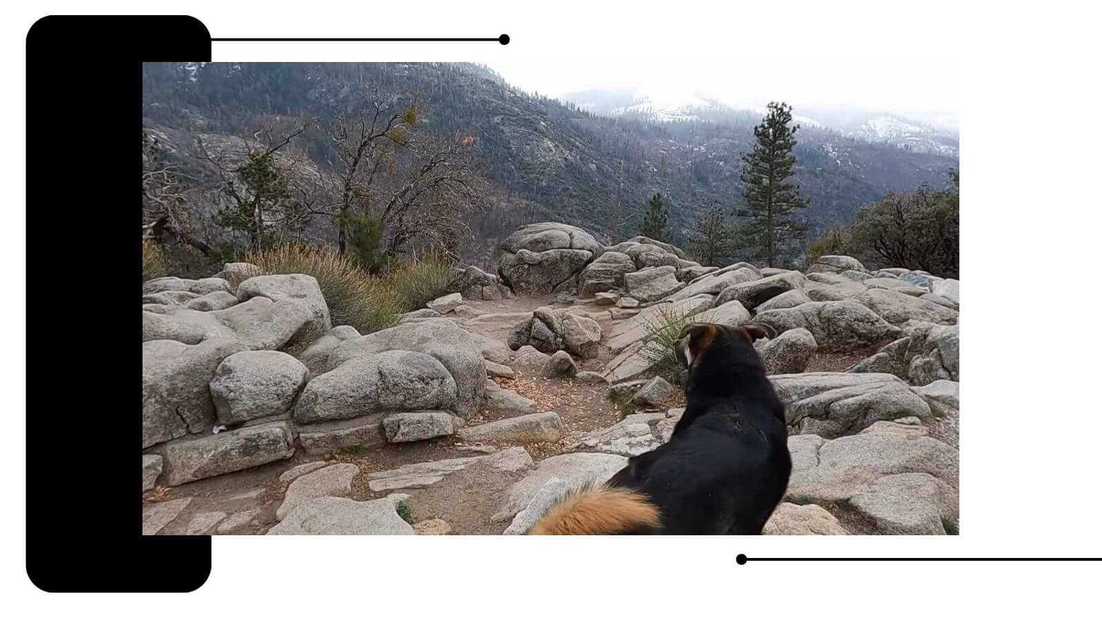 is Yosemite NP Dog Friendly