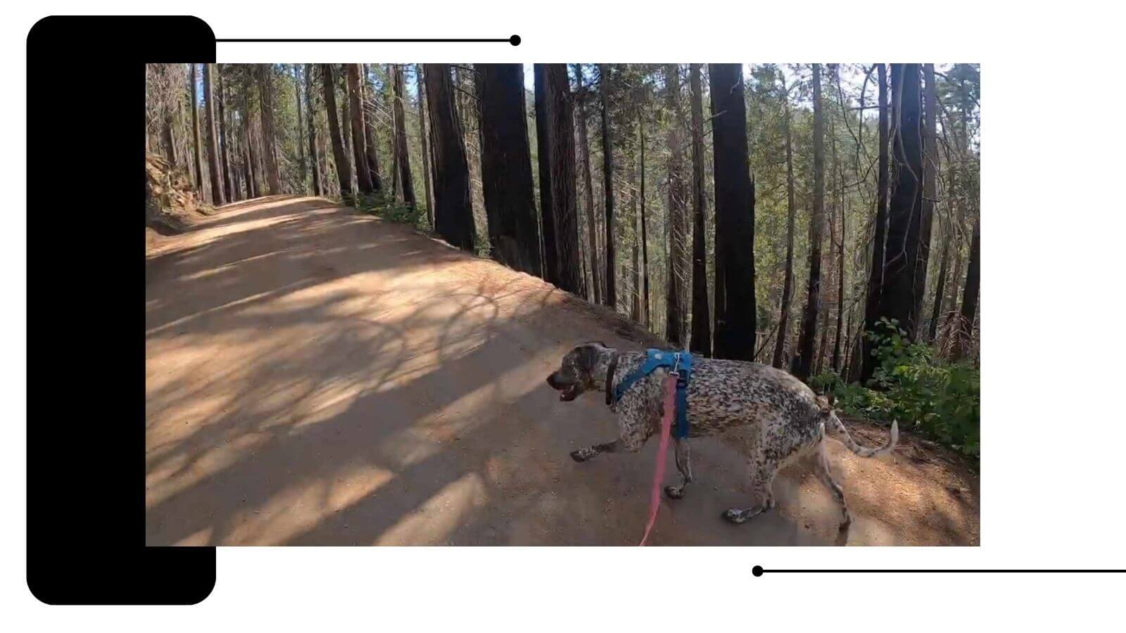 hiking with dog in Yosemite