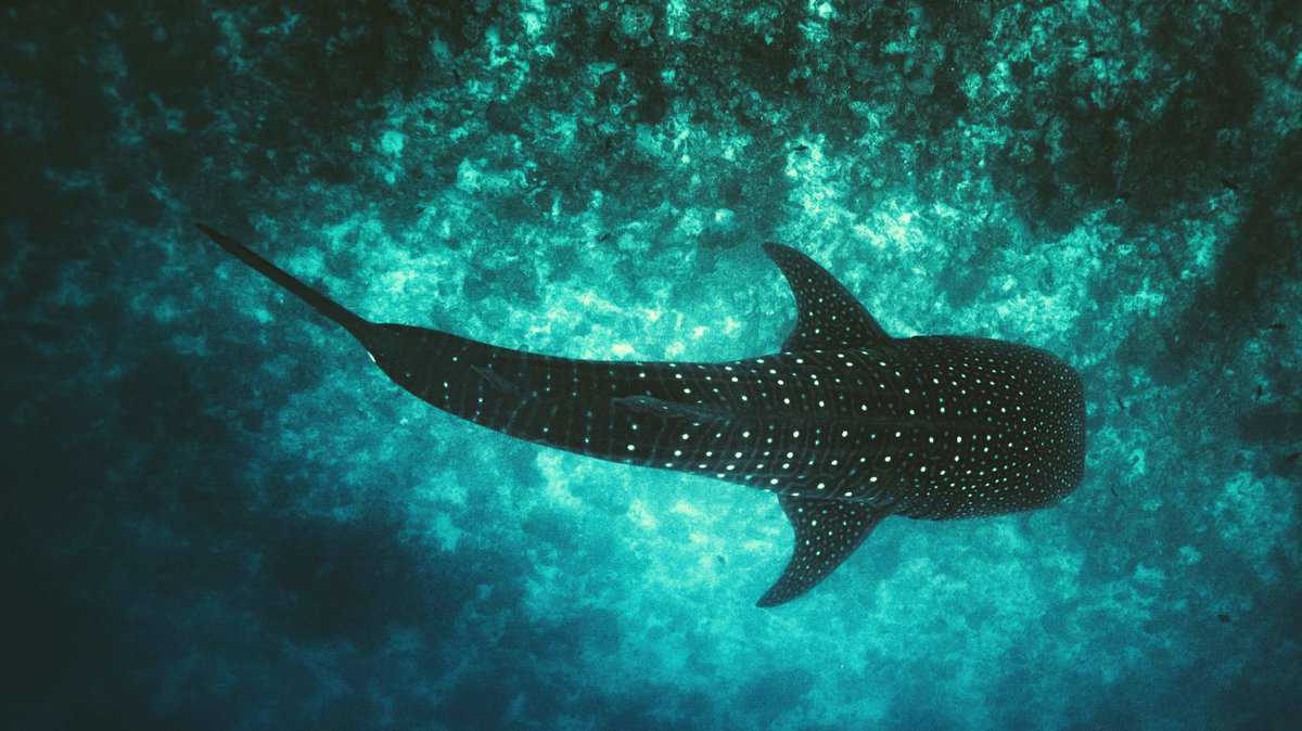 comparing activities when visiting Holbox and Isla Mujeres, Mexico