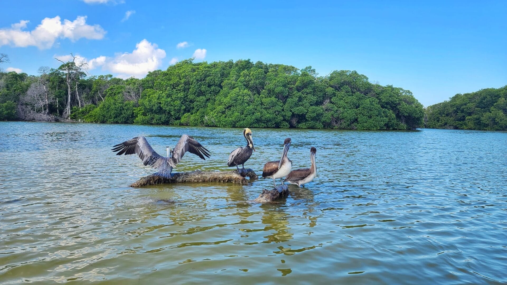 Birds in Rio Lagartos BioReserve
