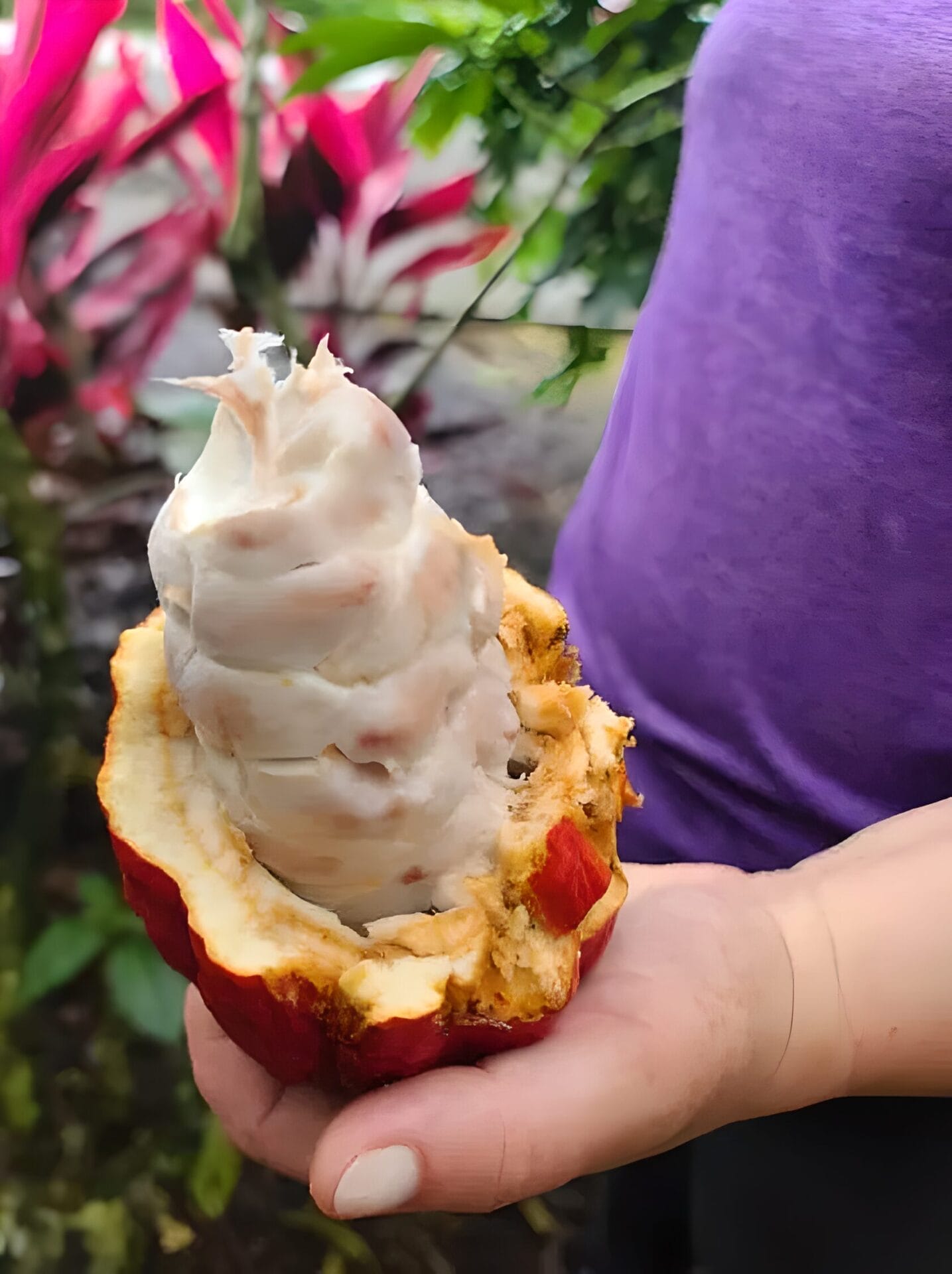 Chocolate and Coffee tour in Lafortuna - itinerary item Hand holding an open cacao pod with visible seeds in La Fortuna, Costa Rica.