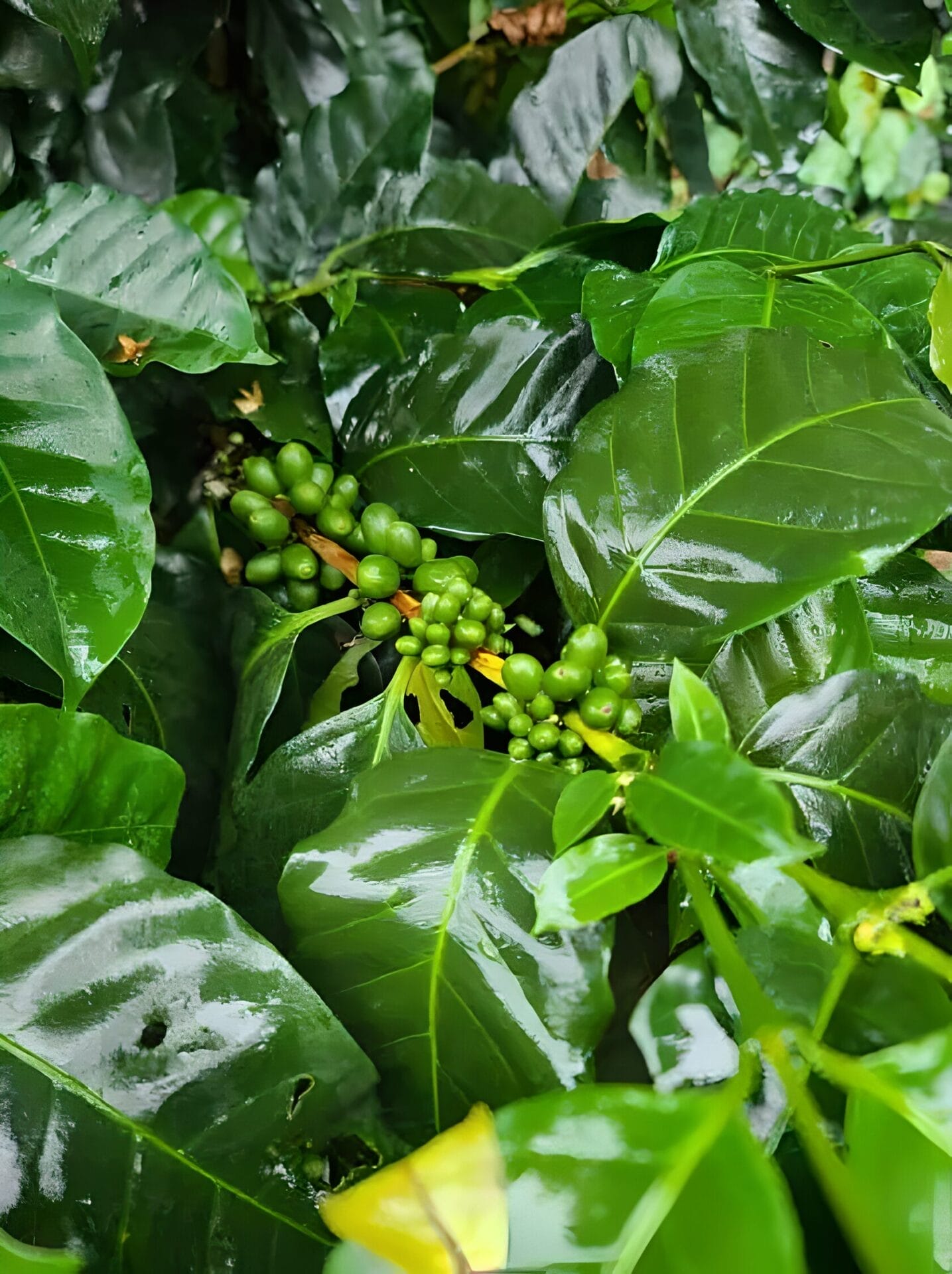 Close-up of green coffee cherries on coffee plant, surrounded by lush green leaves, in La Fortuna, Costa Rica.