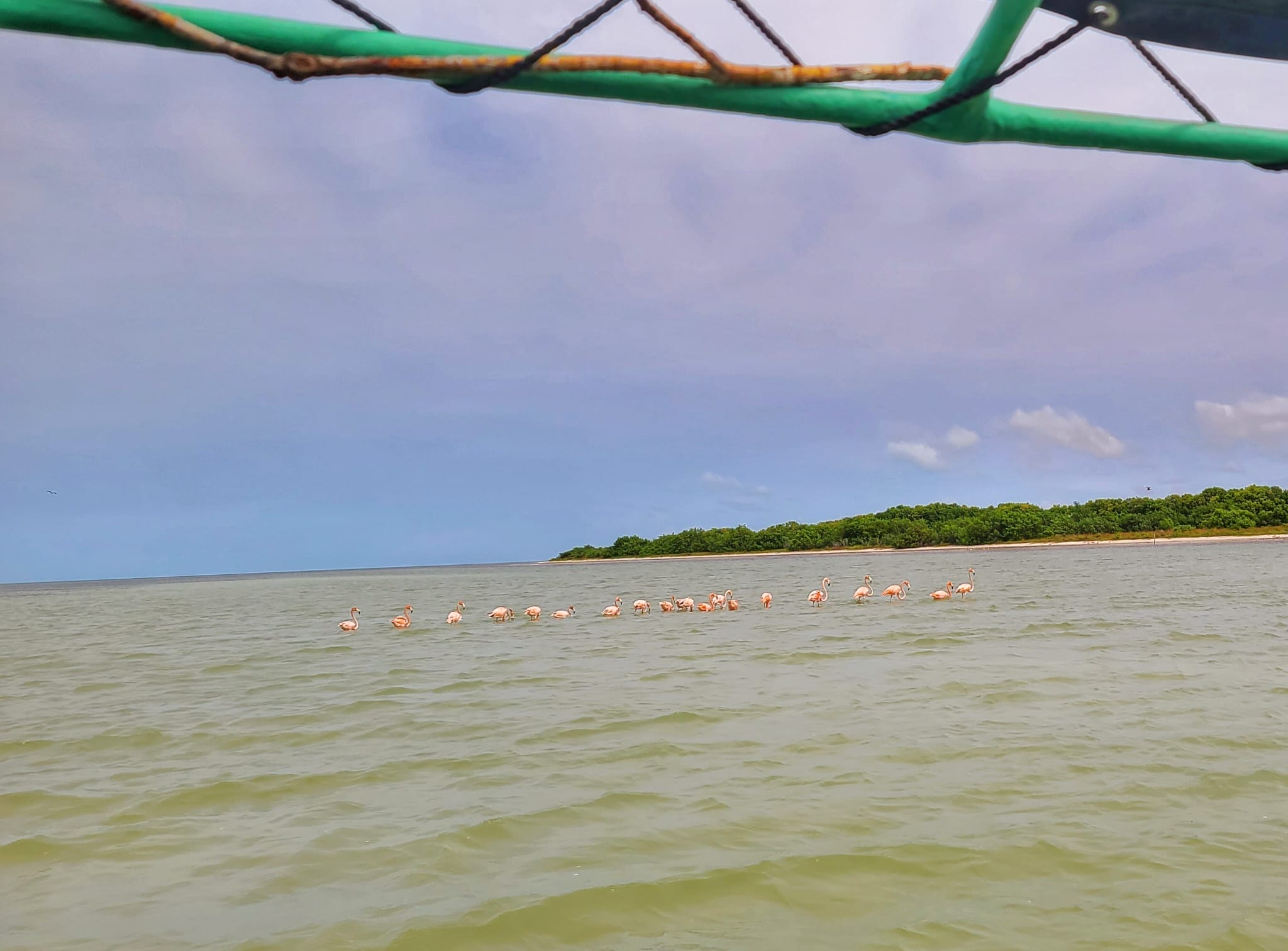 Flamingos in Celestun - where to see wildlife near Cancun