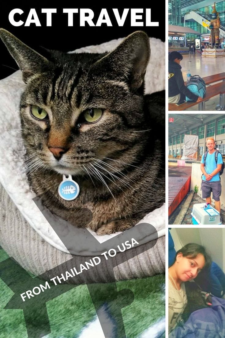 How To Bring A Cat To USA From Thailand