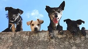Pet Friendly Lodging In Yosemite National Park | Together To Wherever