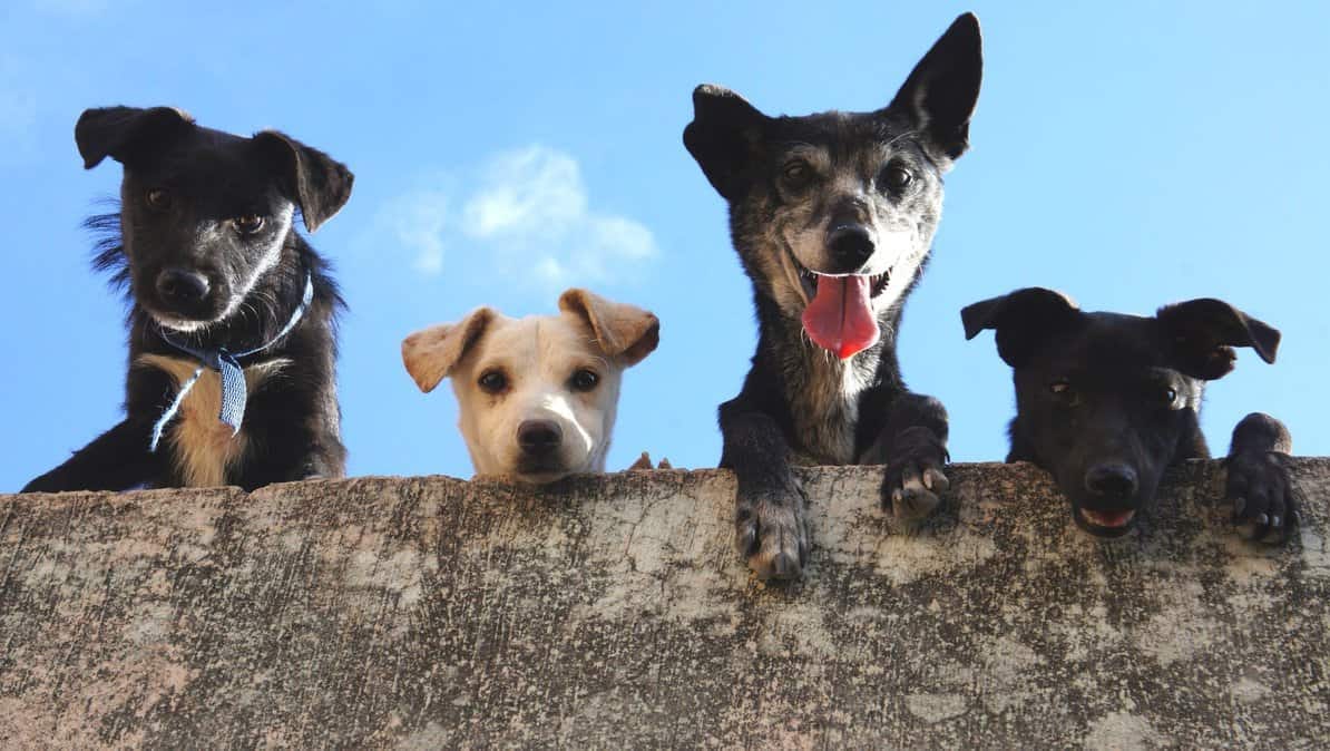 taking pets to Yosemite Park