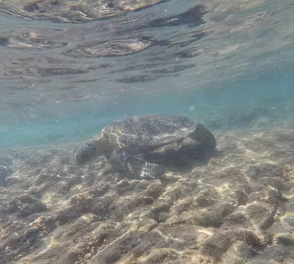Sea Turtle - Snorkeling in Hawaii Big Island snorkeling in Big Island