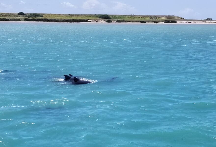 South Padre Island Activities - dolphins