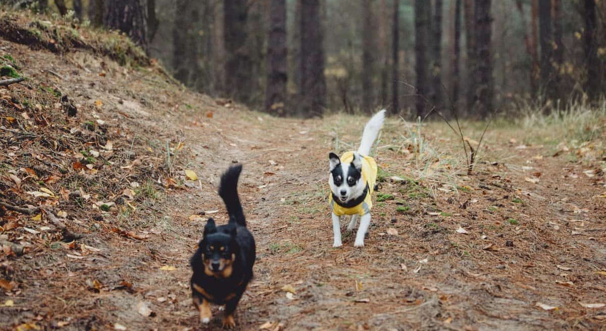 where to stay in Yosemite with pets