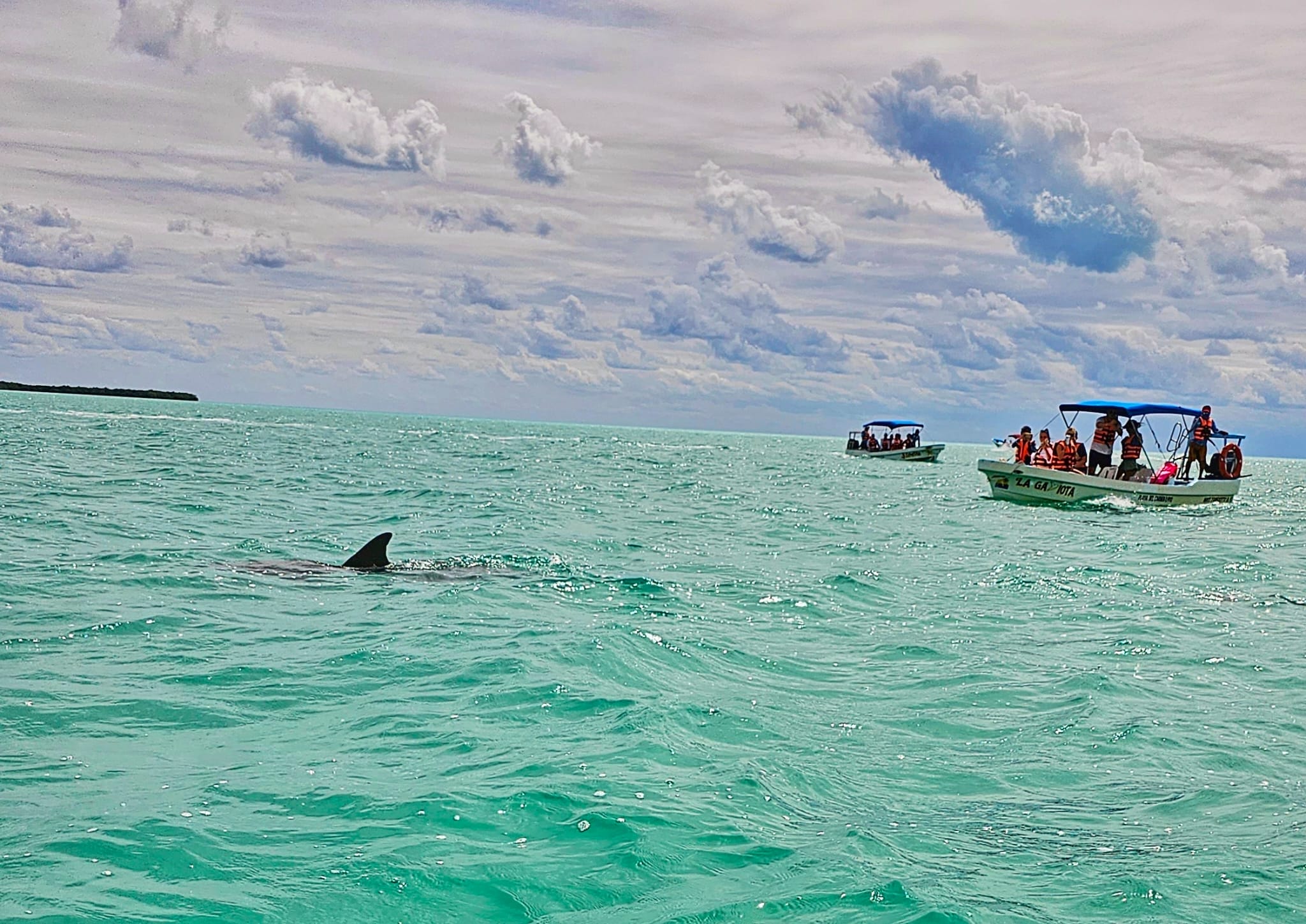 where to see animals near cancun - dolphins of Sian Kaan