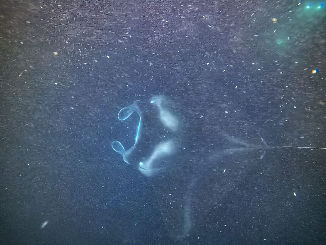 night snorkel with manta rays - Hawaii night snorkel with manta rays - Hawaii things to do