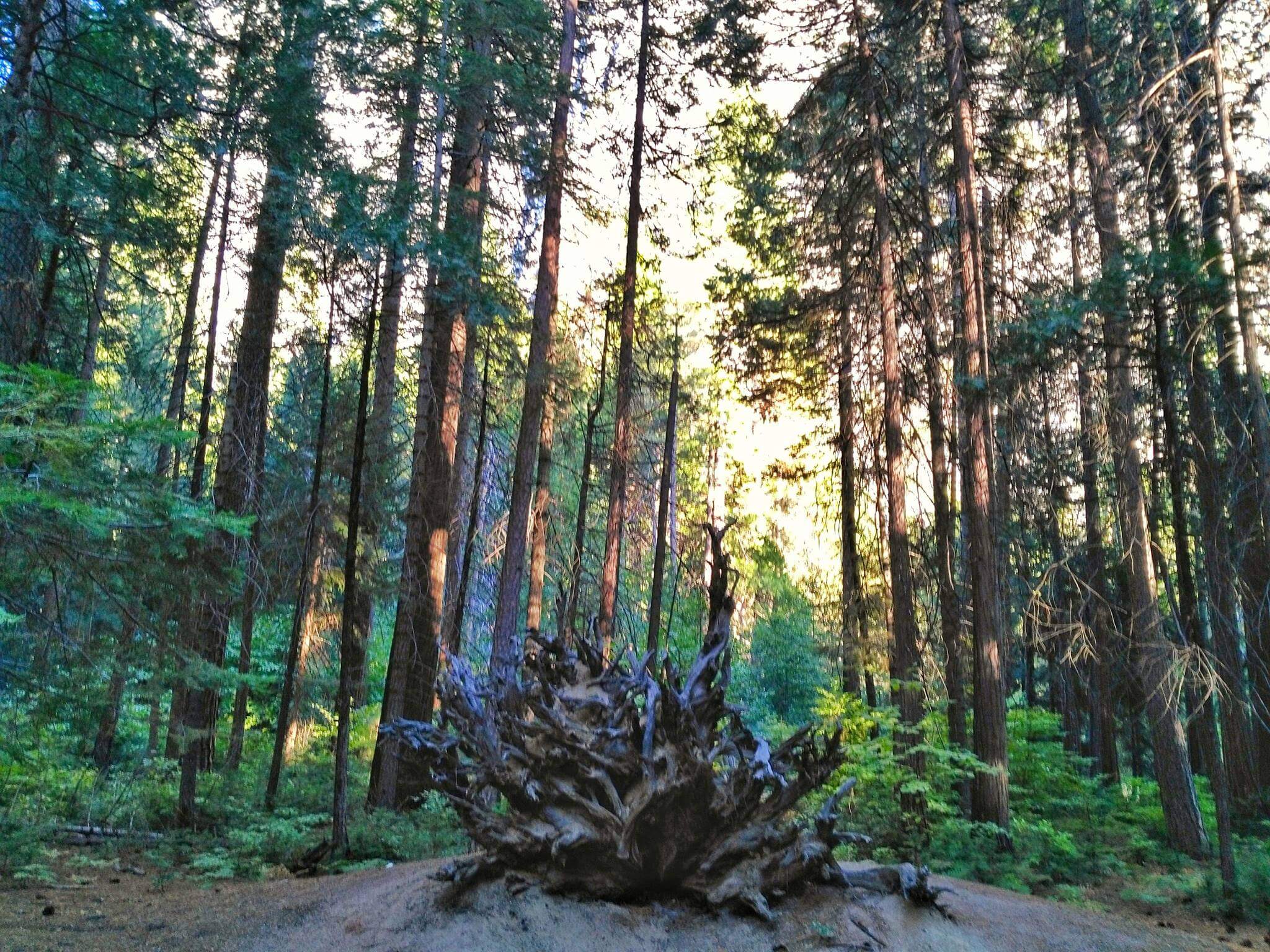 one day Yosemite - Mirror Lake Trail