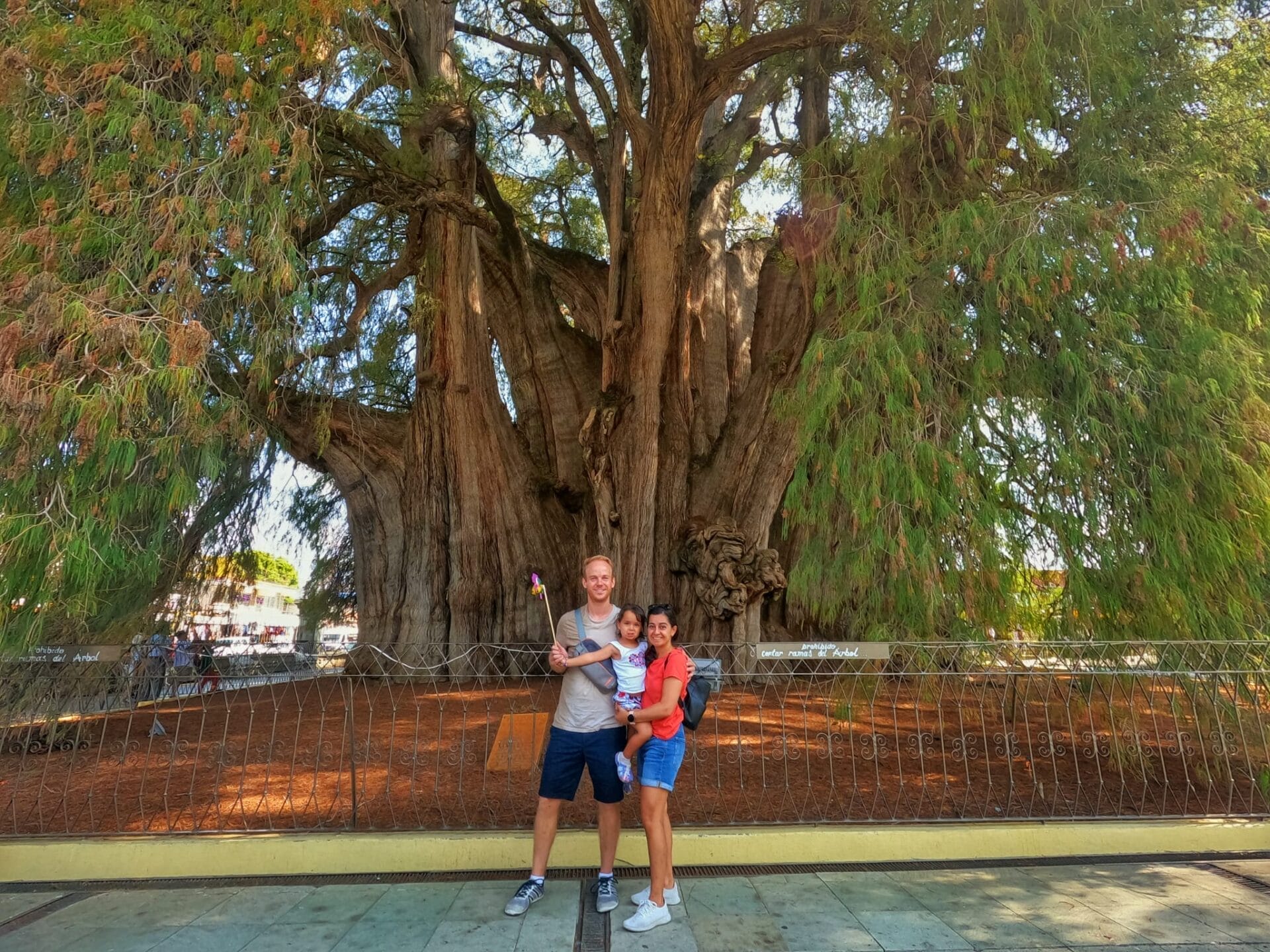 Arbol Del Tule - Oaxaca attractions in Mexico